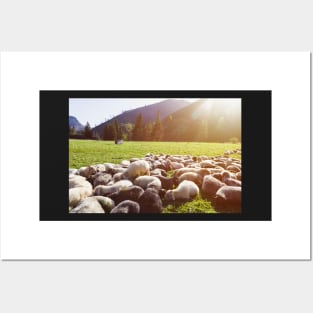 Sheep herd lying on green pasture Posters and Art